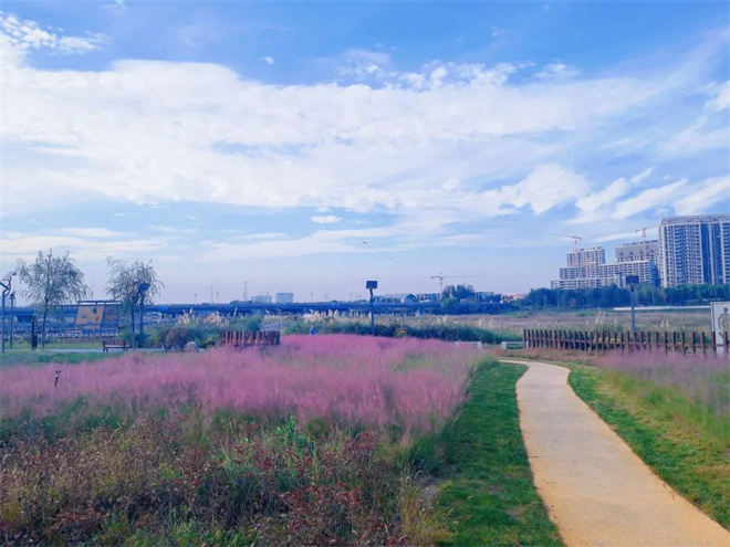 【人間秋色在陜西】灞河左岸生態公園：秋末冬初 花海如雲如煙如錦_fororder_1