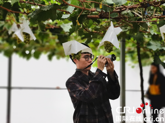 【讓渭南非遺走向世界】小葡萄大産業 全域旅遊渭南模式引外媒關注