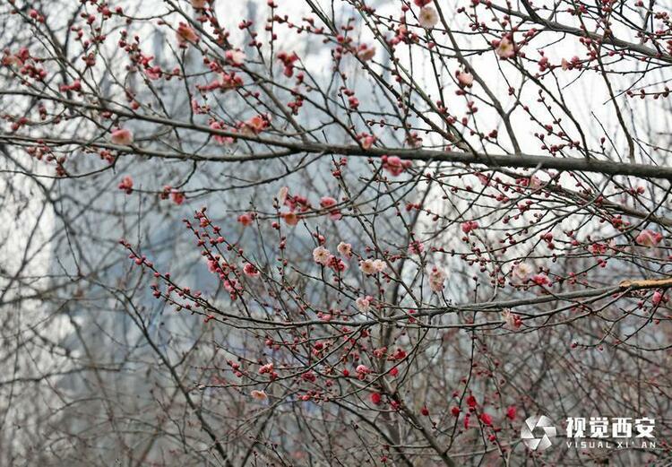 木塔寺公園梅花報春