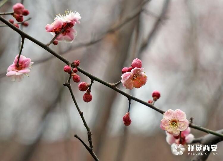 木塔寺公園梅花報春