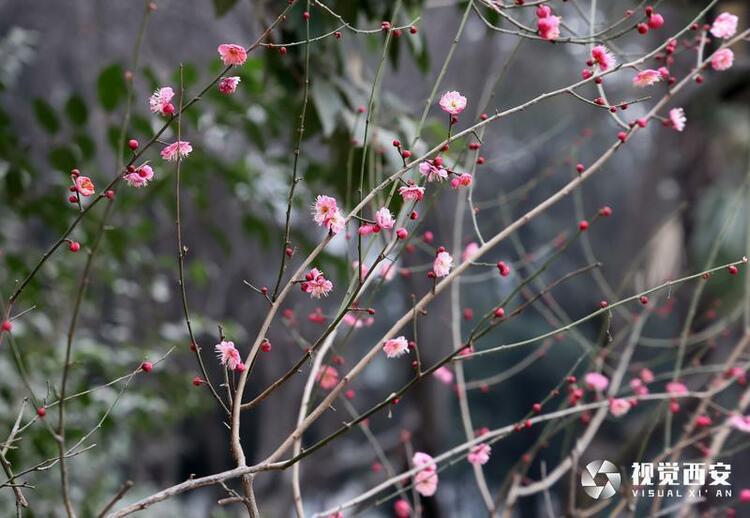 木塔寺公園梅花報春