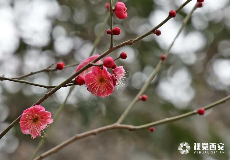 木塔寺公園梅花報春