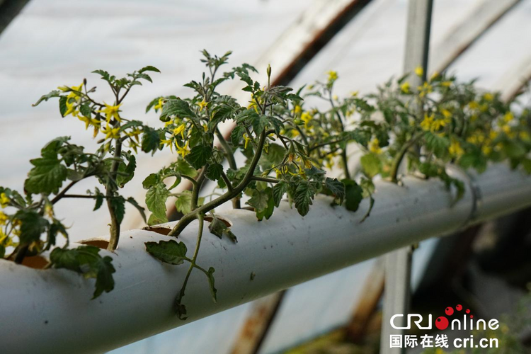 渭南華州：小番茄種出科技范_fororder_圖片5