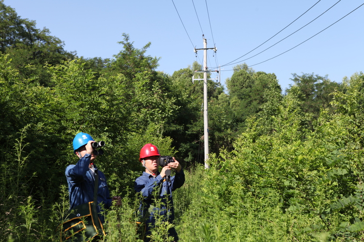 國網陜西電力：嚴防山火隱患 確保電網安全_fororder_國網陜西電力員工對穿越林區供電線路運維通道進行巡視.JPG