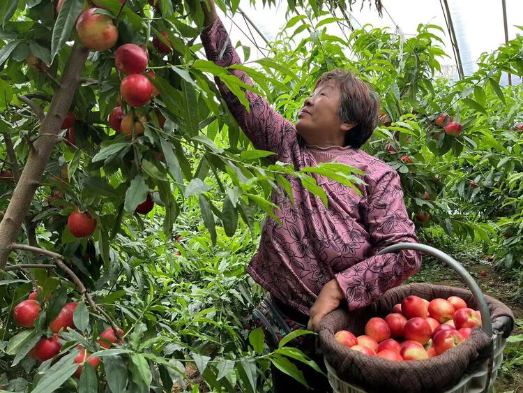 渭南市大荔縣埝橋鎮：大棚油桃脆甜可口 百姓致富有奔頭_fororder_微信圖片_20230511151623