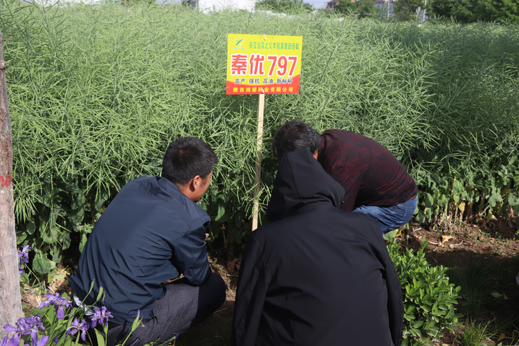 第五屆全國（楊淩）油菜科技大會在陜西楊淩召開_fororder_4