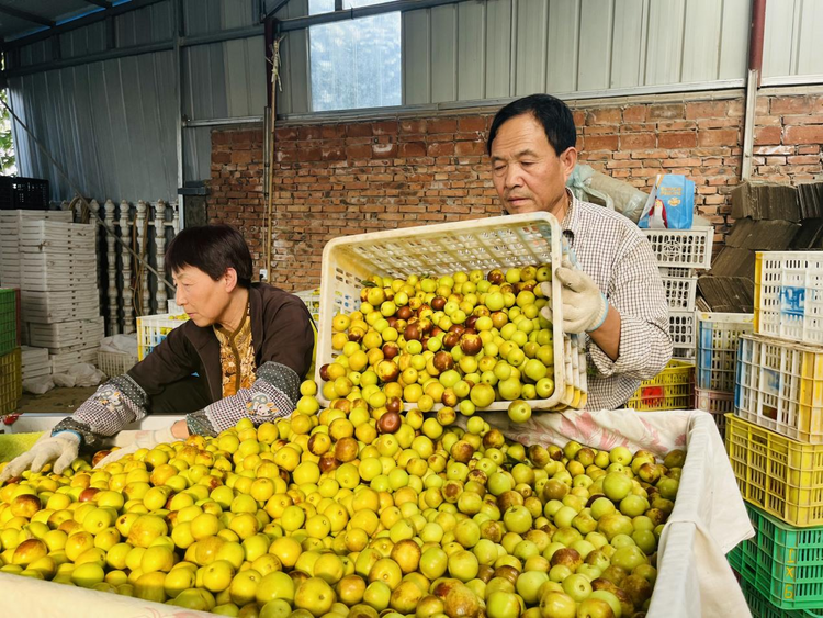 渭南市臨渭區：冬棗豐收綴滿枝  特色産業“棗”振興_fororder_圖片9