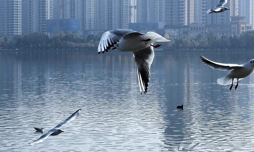 【Charming陜西】紅嘴海鷗“做客”漢中天漢濕地公園_fororder_微信圖片_20231128151500