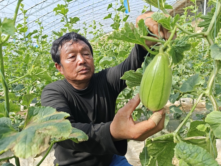 渭南市大荔縣：大棚春光好 瓜農育甜蜜_fororder_微信圖片_20240311112019