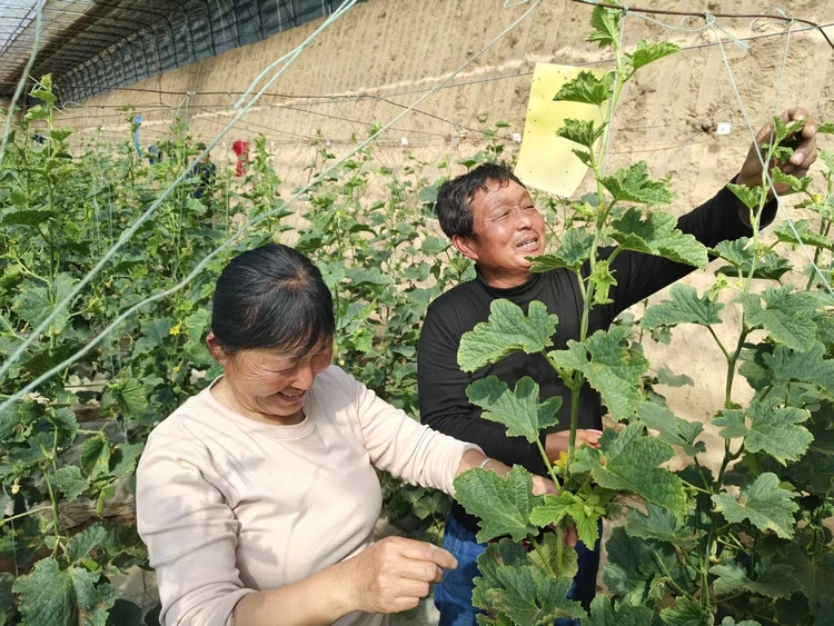 渭南市大荔縣：大棚春光好 瓜農育甜蜜_fororder_微信圖片_20240311112010