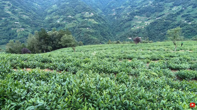 【陜耀國際·38期】一口新茶一眼美景 “秦巴明珠”讓外籍博主流連忘返_fororder_圖片7