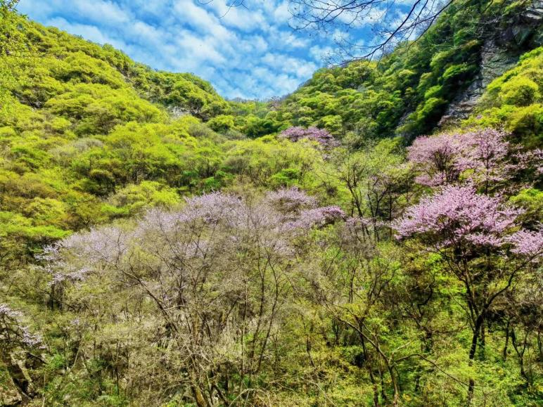 暢遊生態大美秦嶺 共赴一場春日紫荊花之約_fororder_圖片7