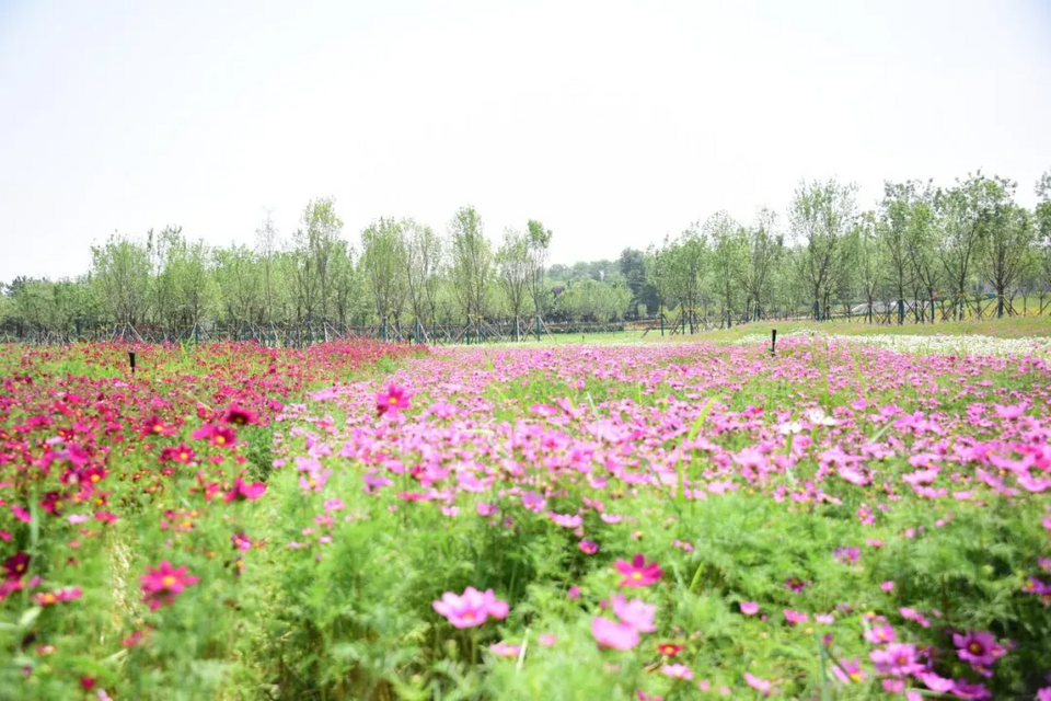 【鏡觀陜西·第21期】秦漢新城秦陌花塘百畝花海驚艷盛放_fororder_圖片5