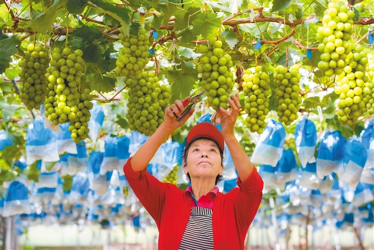 “一年中10個月有鮮果上市” ——看農業大市渭南如何做好“果文章”