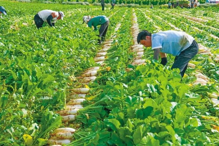 定邊：沙地“菜園子”鼓起群眾“錢袋子”