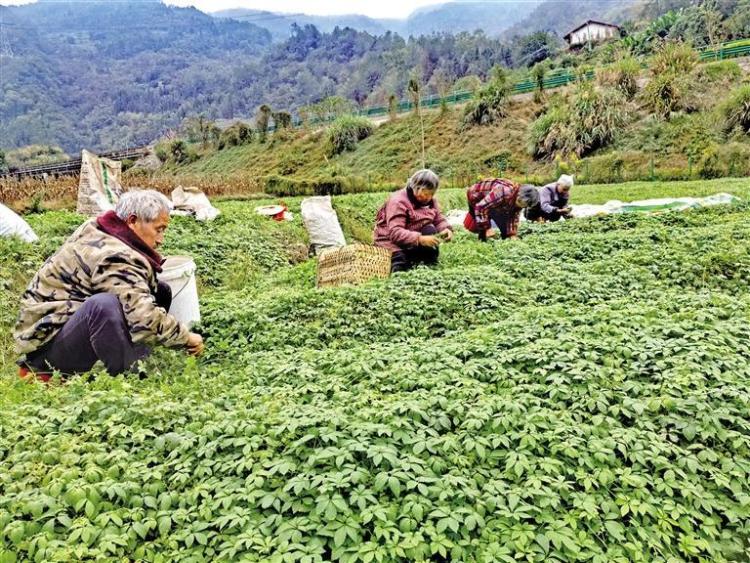 安康以“硒”為媒推動特色産業融合發展