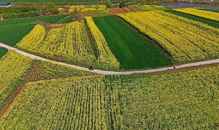 “金色花海”美如畫