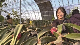 楊淩：“南果北種”蹚出致富路