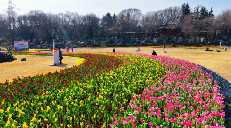 馬年新春添盛景 中國唐苑20萬株鬱金香驚艷綻放_fororder_圖片1