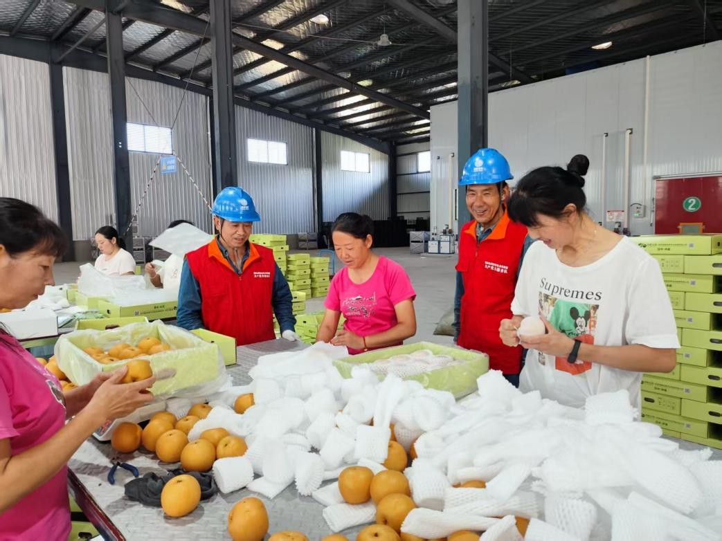 陜西洋縣草壩村：黃金梨帶動生態與經濟雙贏_fororder_圖片3