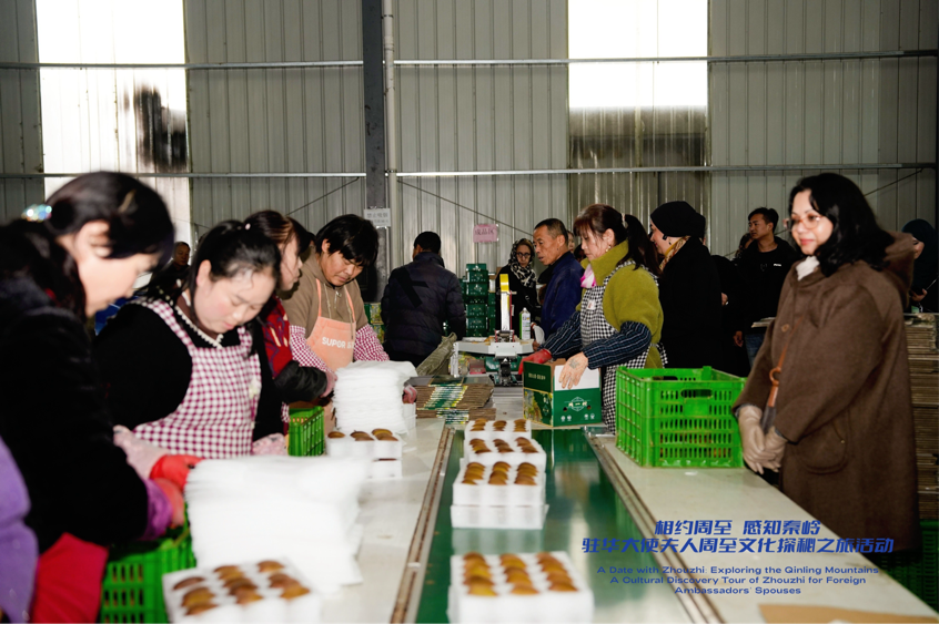 從秦嶺沃土到“絲路甜果” 駐華大使夫人見證中國鄉村産業振興之路_fororder_圖片39