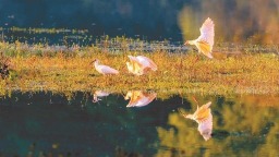 洋縣：鄉村“鳥導”護鳥致富兩不誤