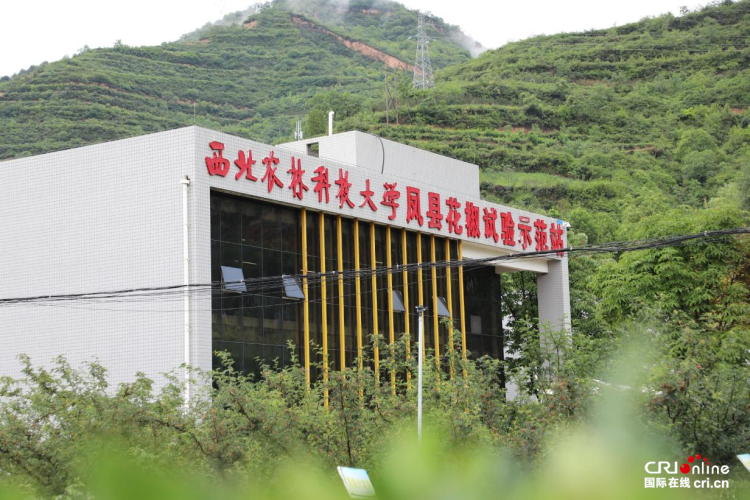 走出楊淩看示範∣漫山椒紅映笑臉 楊淩科技書寫鄉村振興“椒香”答卷_fororder_圖片1