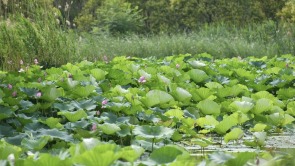 浐灞國家濕地公園生態宜人