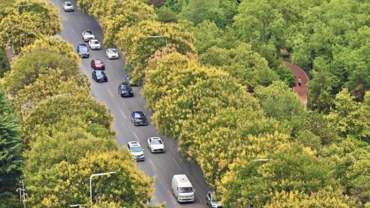 金色秋韻繪就城市畫卷