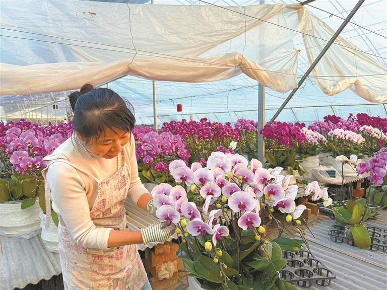 嬌艷蝴蝶蘭 “翩翩”出楊淩_fororder_微信圖片_20260109091500_968_356