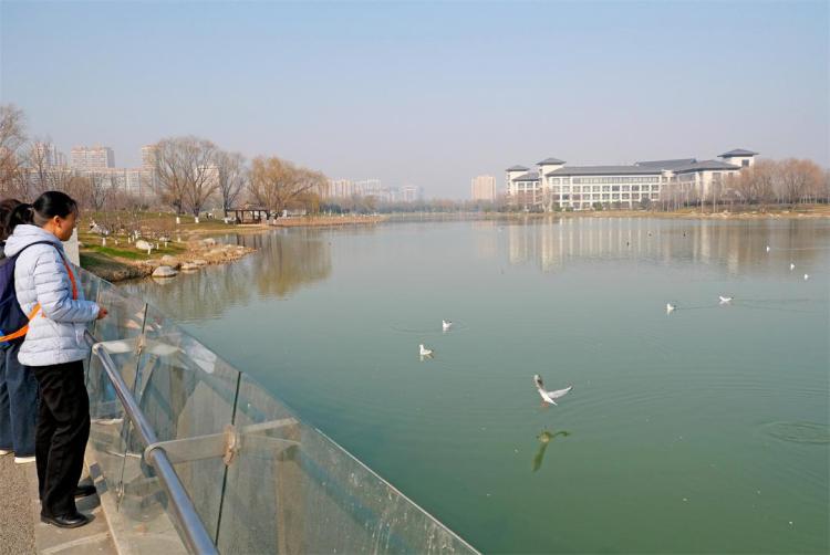 世博園來了紅嘴鷗