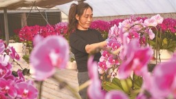 蝴蝶蘭綻放“美麗經濟”