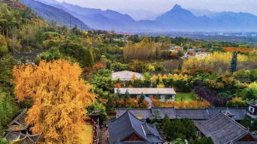 西安古觀音禪寺千年銀杏火出圈 網上預約錯峰遊覽已開啟
