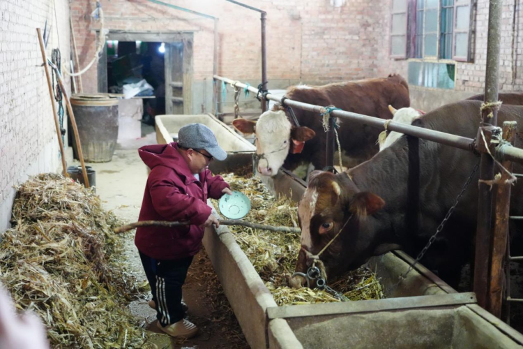 新春走基層｜銅川耀州區獨石村：一頭 “扶貧牛”牽出脫貧戶 “牛氣” 致富路_fororder_微信圖片_20260204093731_1137_356