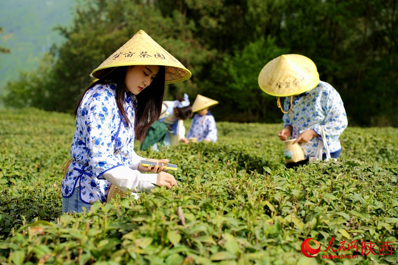 秦巴深處種出“金葉子”