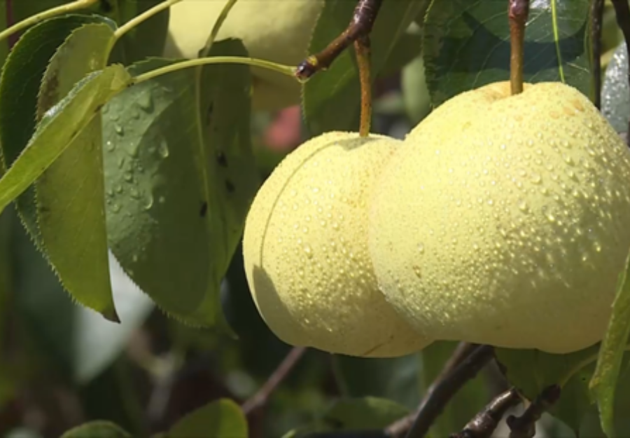 渭南蒲城酥梨“出海”朋友圈再擴容 首月出口迎“開門紅”