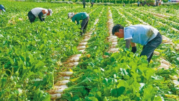 定邊：沙地“菜園子”鼓起群眾“錢袋子”