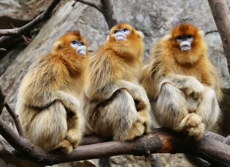 秦嶺常青 西安人抬頭可望的“詩與遠方”_fororder_圖片3