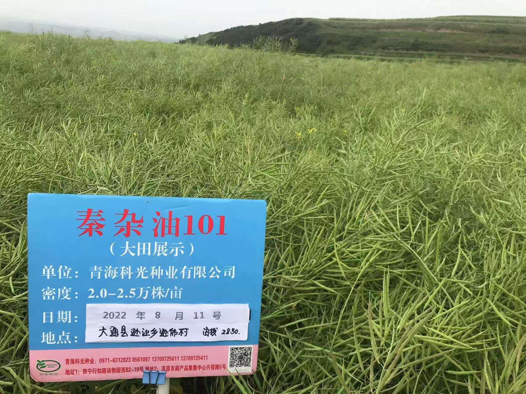 走出楊淩看示範∣青海萬畝良田綻放金色希望 科企合作激活油菜産業新動能_fororder_圖片1