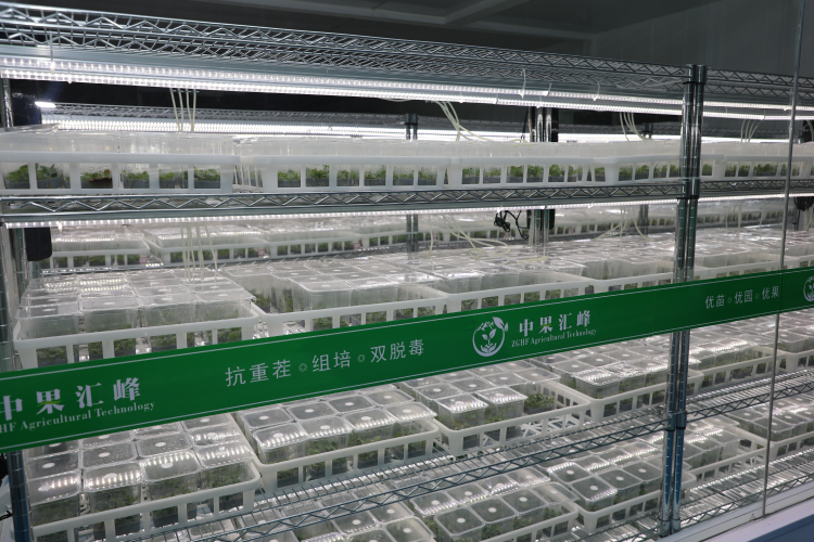 走出楊淩看示範∣靜寧蘋果“芯”潮涌動_fororder_圖片1