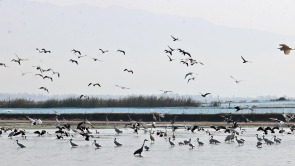 陜西大荔：黃河濕地迎“客”來