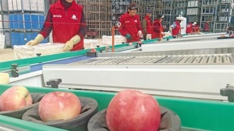 “智慧種植”讓陜西蘋果始終“技高一籌”