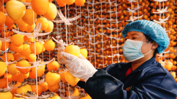 【至“陜”至美】渭南富平：紅柿映黃土 秋收正當時