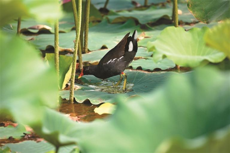151種鳥類安家西安浐灞國家濕地公園 11年守護築就“鳥類天堂”_fororder_圖片3