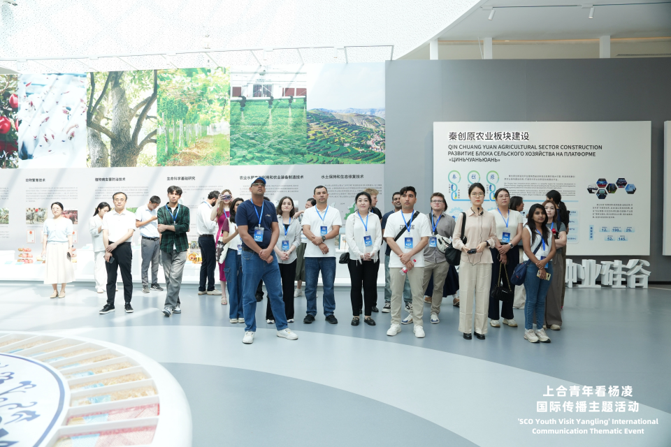 上合青年看楊淩活動啟動 首站看上合組織農業基地碩果盈枝_fororder_圖片3