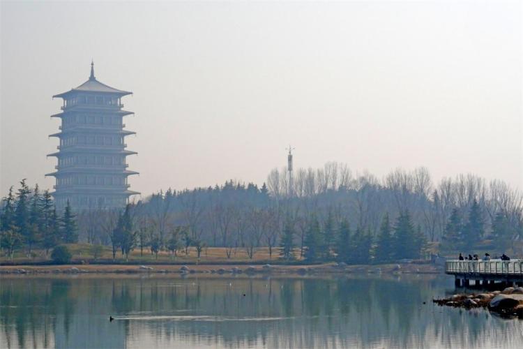 世博園來了紅嘴鷗