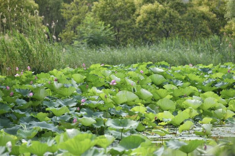浐灞國家濕地公園生態宜人
