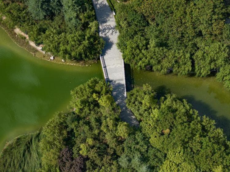 中湖公園 綠意盎然