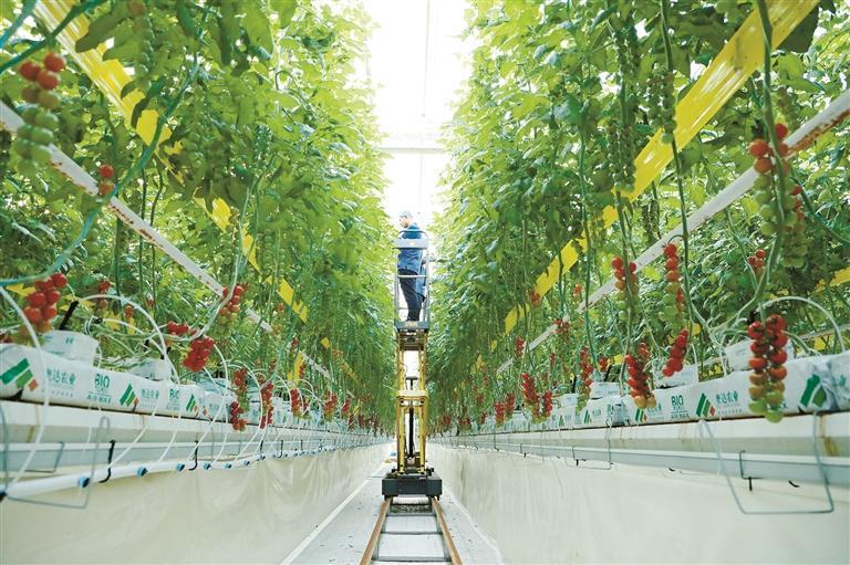 走進楊淩秦農智慧農業科技産業園——看一座“科技工廠”為豐收“編程”_fororder_11475431_f8af19b8-1f34-44f3-a3c2-b62f6e83233a