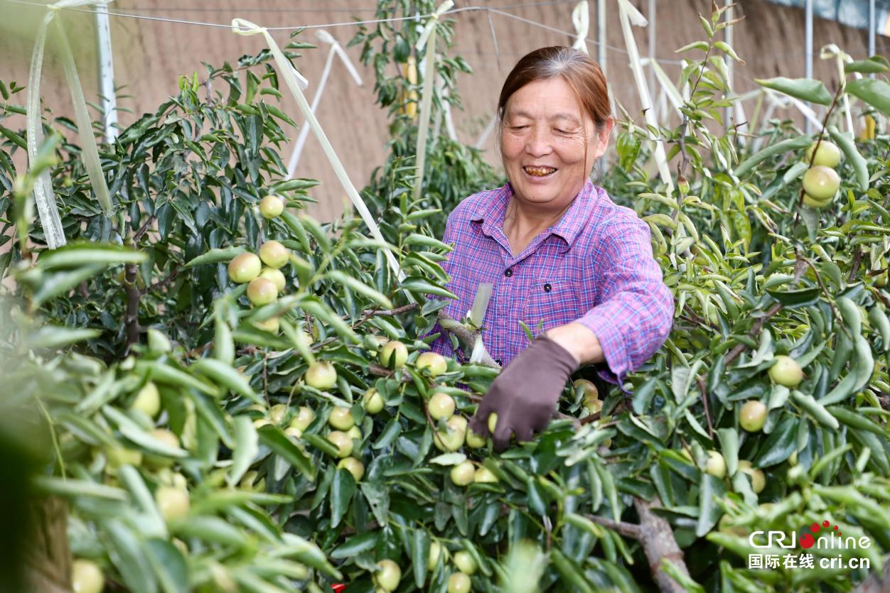 組圖丨陜西大荔：冬棗採摘忙_fororder_圖片9
